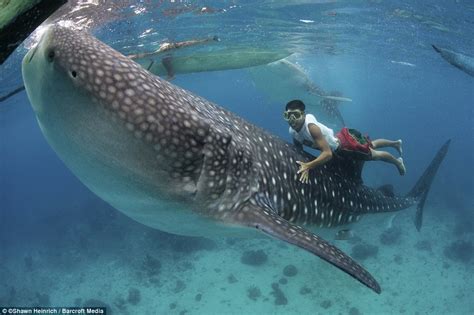 Where to Swim with Whale Sharks in the Philippines.